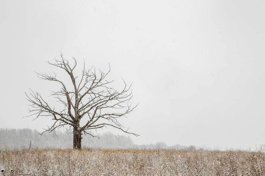 The Lonely Winter Tree by pdulis