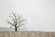23rd Jan 2023 - The Lonely Winter Tree