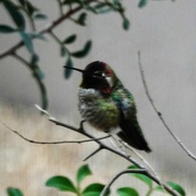 23rd Jan 2023 - Broadtailed Hummingbird