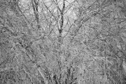 23rd Jan 2023 - Birch Tree