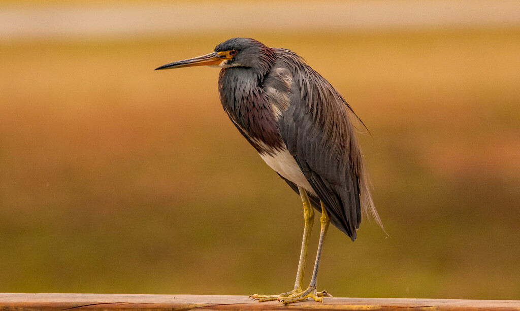 Tri Colored Heron! by rickster549