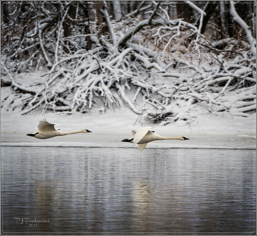 Tundra Swans? by bluemoon