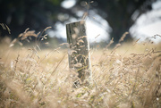 17th Jan 2023 - Fencepost and grass