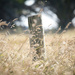Fencepost and grass by dkbarnett