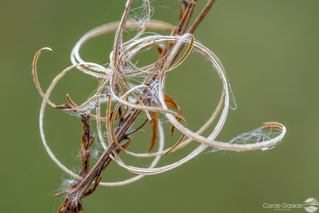 Spent - Rosebay Willow Herb by yorkshirekiwi
