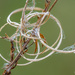 Spent - Rosebay Willow Herb