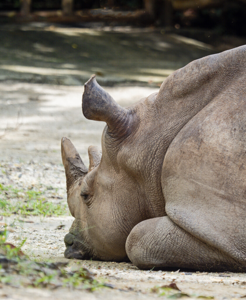 Dozing Rhino  by ianjb21