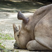 Dozing Rhino  by ianjb21