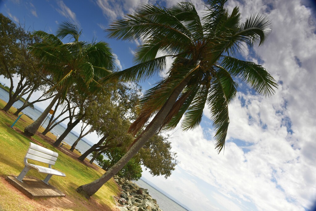 Scarborough Palm Tree by mirroroflife