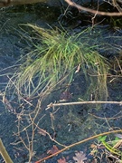 24th Jan 2023 - Grass and reeds