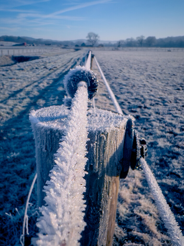 Frozen fence line by catangus