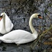 Swans on the Leeds Liverpool canal. Rishton by grace55