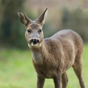 23rd Jan 2023 - young deer