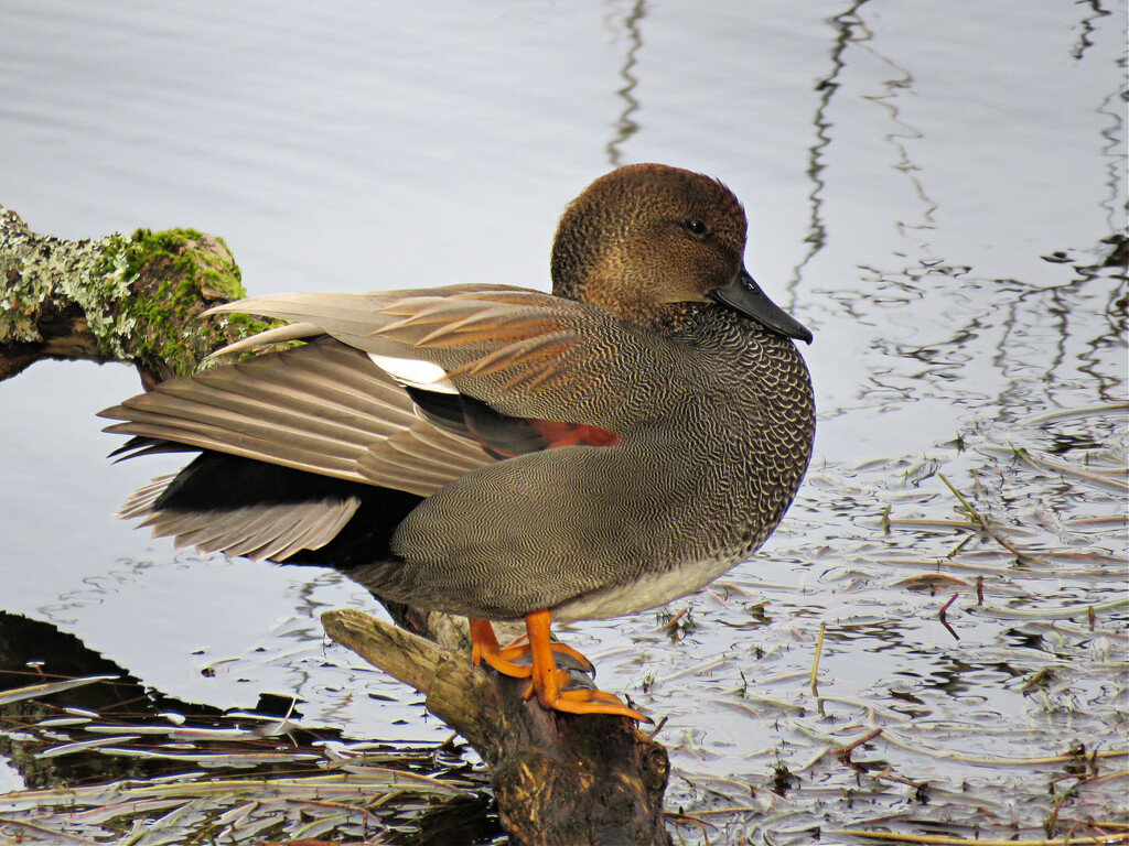 American Wigeon by seattlite