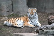 24th Jan 2023 - Tailess Tiger 