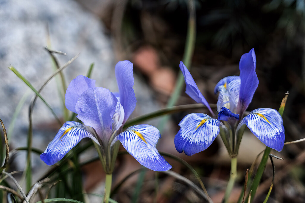 Blue Irises 5 by k9photo
