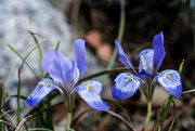 24th Jan 2023 - Blue Irises 5
