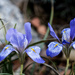 Blue Irises 5