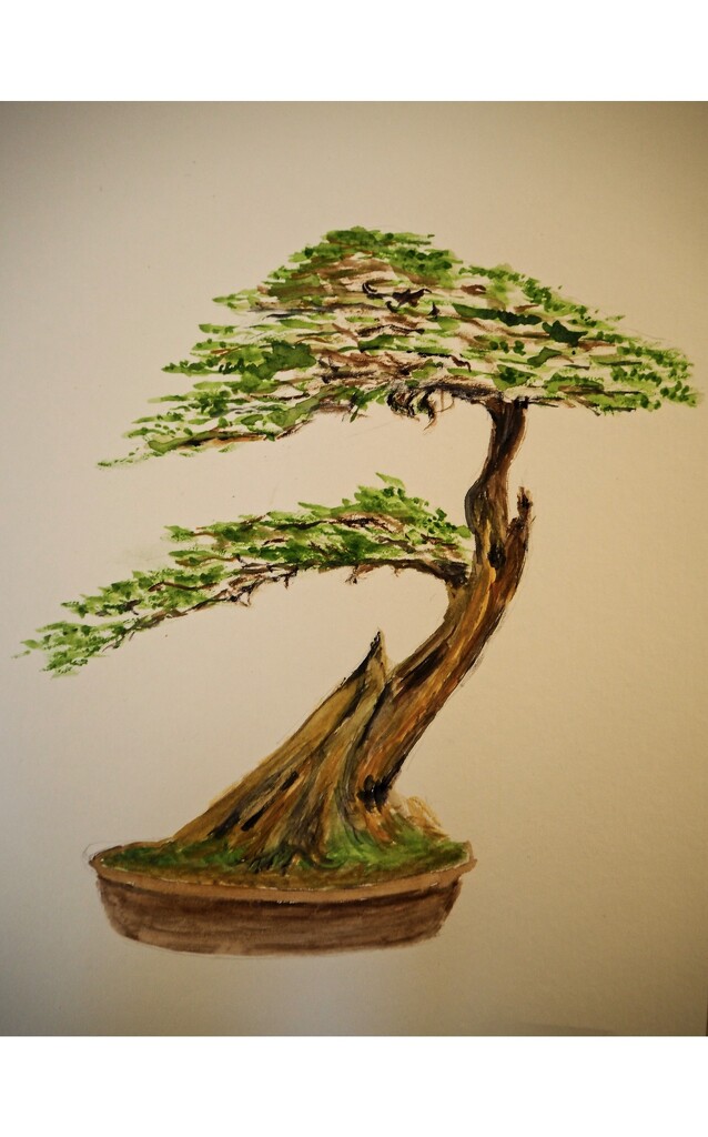 Bonsai tree  by delboy207