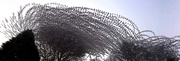 24th Jan 2023 - A Swirl of Starlings
