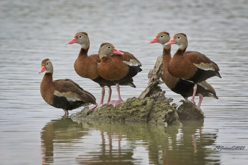 LHG_1365_ Black-bellied whistling ducks grouping  by rontu