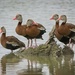 LHG_1365_ Black-bellied whistling ducks grouping 