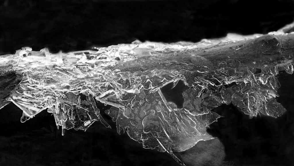 Ice Covered Log by milaniet