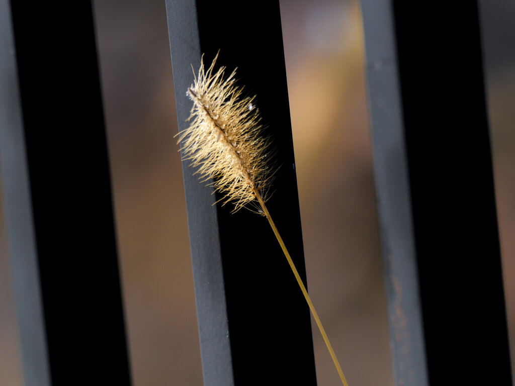 Yellow foxtail in front of a fence by rminer