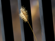 24th Jan 2023 - Yellow foxtail in front of a fence