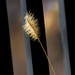 Yellow foxtail in front of a fence