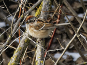 24th Jan 2023 - American tree sparrow