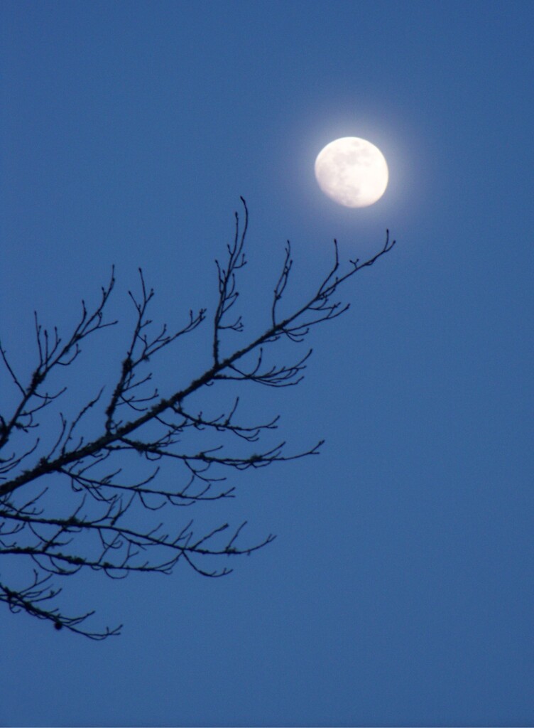 Moon above the sweetgums... by marlboromaam