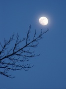 25th Jan 2023 - Moon above the sweetgums...