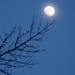 Moon above the sweetgums...
