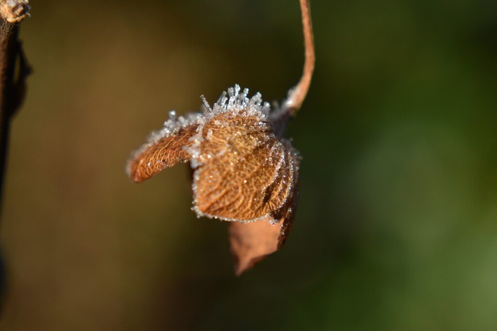 Some frost in the sunshine by anitaw