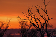 24th Jan 2023 - Sunrise with Bald Eagle at Baker Wetlands
