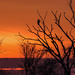 Sunrise with Bald Eagle at Baker Wetlands by kareenking