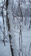 24th Jan 2023 - Snowy Trees
