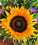 24th Jan 2023 - Sunshine in Flower Form