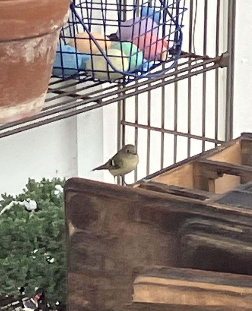 Ruby Crowned Kinglet by gratitudeyear