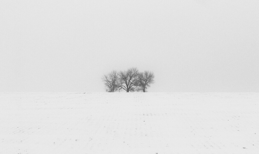 winter trees by aecasey