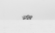 23rd Jan 2023 - winter trees