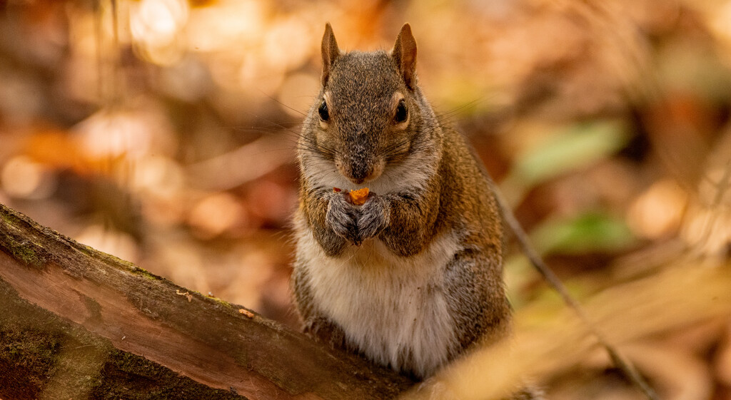 Squirrel, With It's Snack! by rickster549