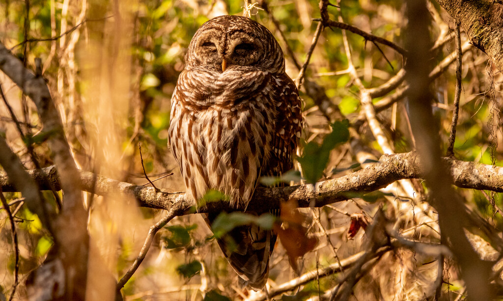 Barred Owl in the Sun! by rickster549