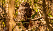 24th Jan 2023 - Barred Owl in the Sun!