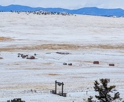 23rd Jan 2023 - Colorado Ranch