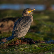 24th Jan 2023 - Double-crested Cormorant