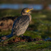 Double-crested Cormorant by nicoleweg