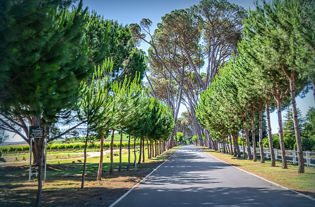 Pine trees by ludwigsdiana