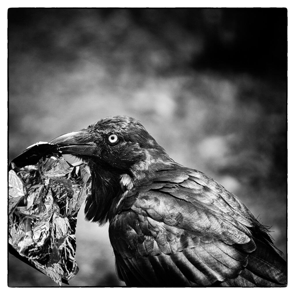 litter and bird by mumuzi